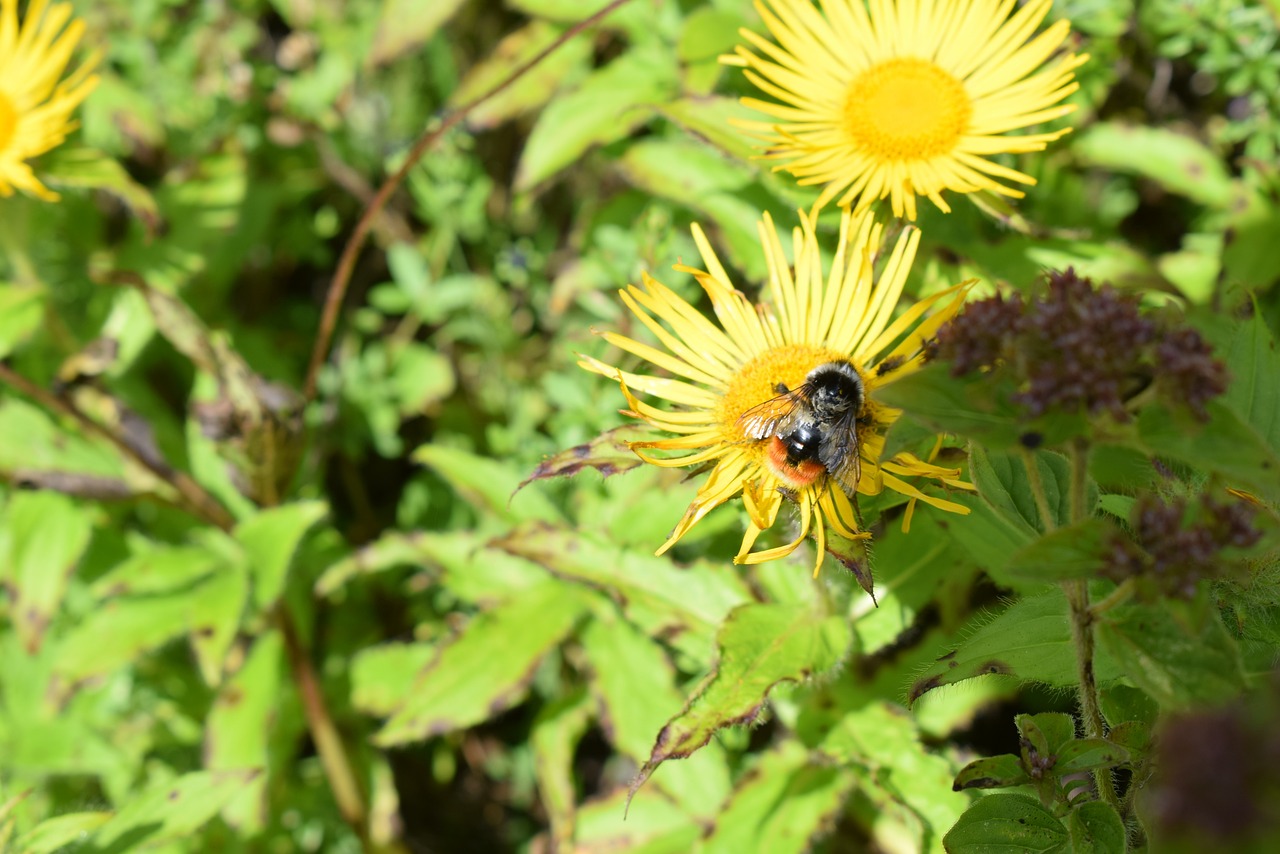 Linnaeus: The Father of Taxonomy